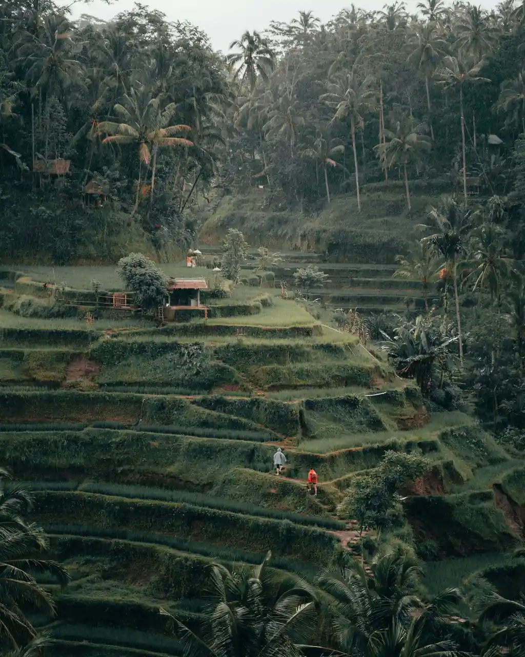 Tegallalang rice terraces in Bali